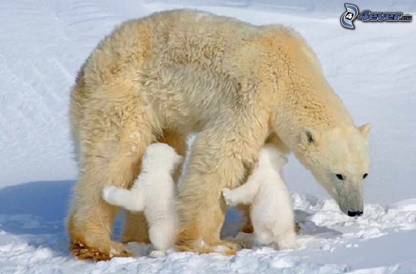 orsi polari, cuccioli
