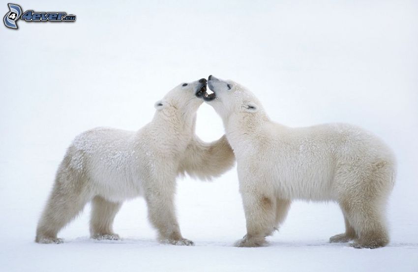 orsi polari