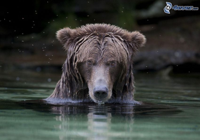 orso, acqua