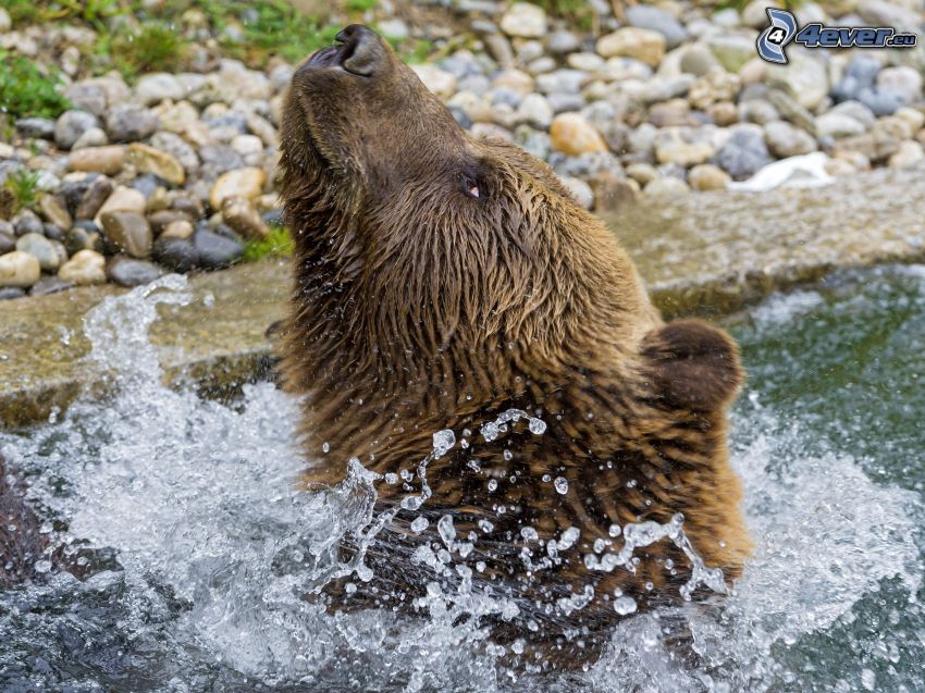 orso bruno, acqua