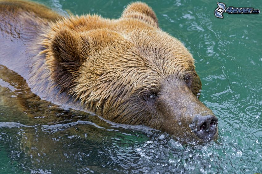 orso bruno, acqua