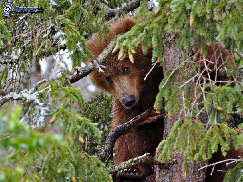 orso bruno, albero