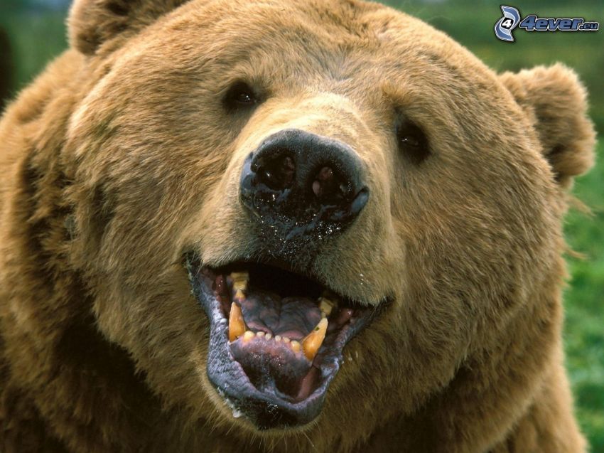orso grizzly, bocca