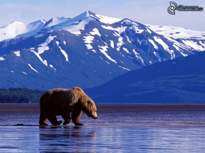 orso grizzly, colline coperte di neve