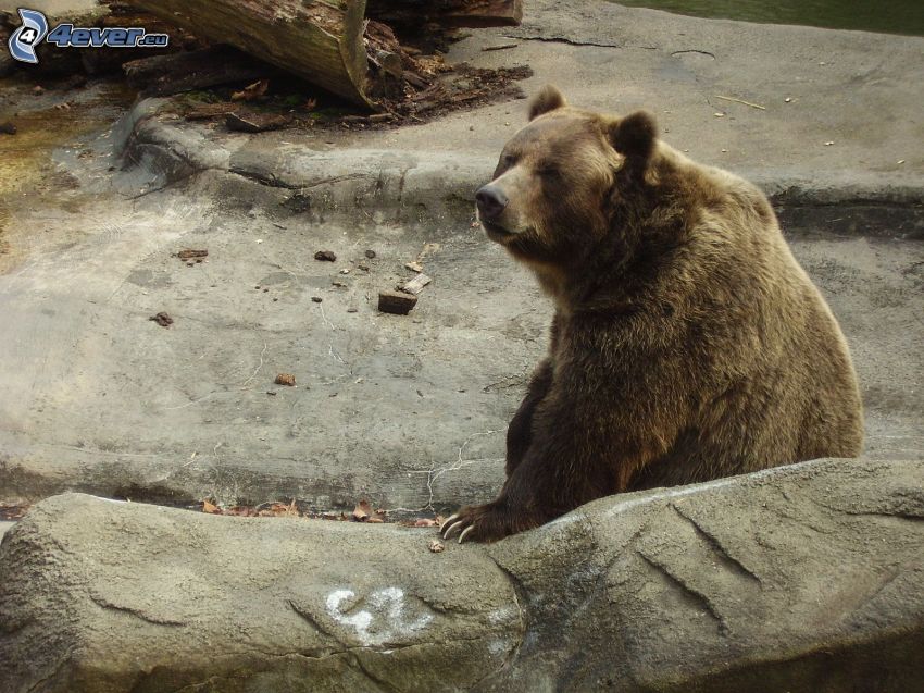 orso grizzly, roccia