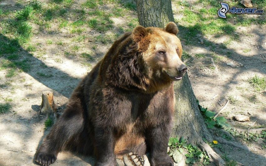orso grizzly, tronco