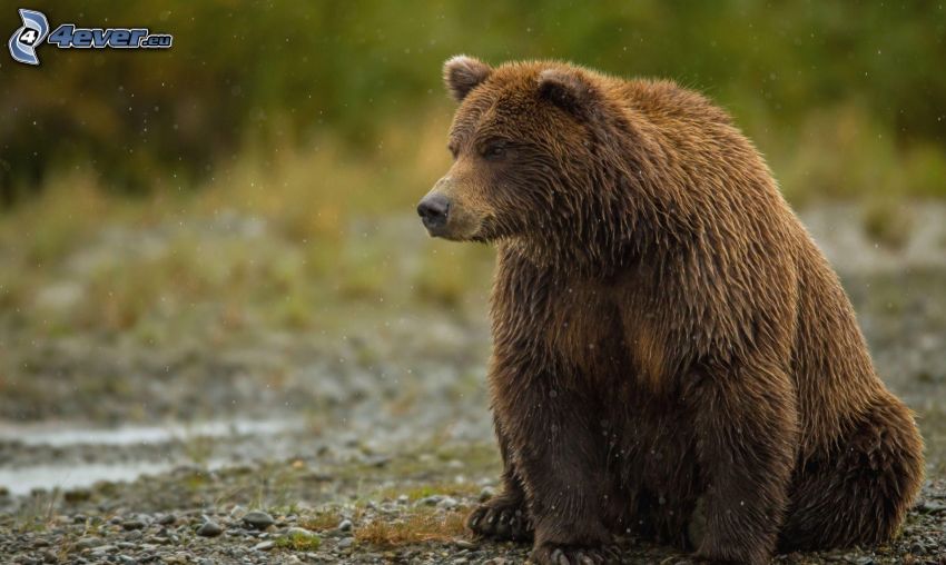 orso grizzly