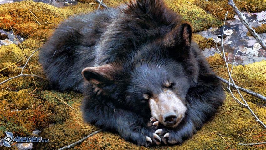orso nero, sonno