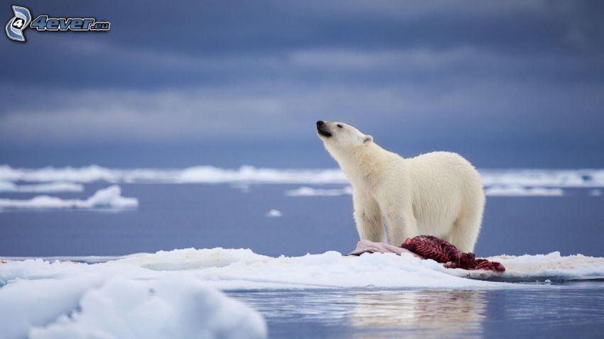 orso polare, carne, lastre di ghiaccio