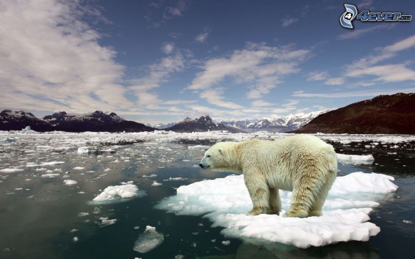 orso polare, lastra di ghiaccio, Oceano Artico