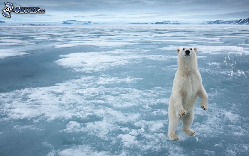 orso polare, lastra di ghiaccio