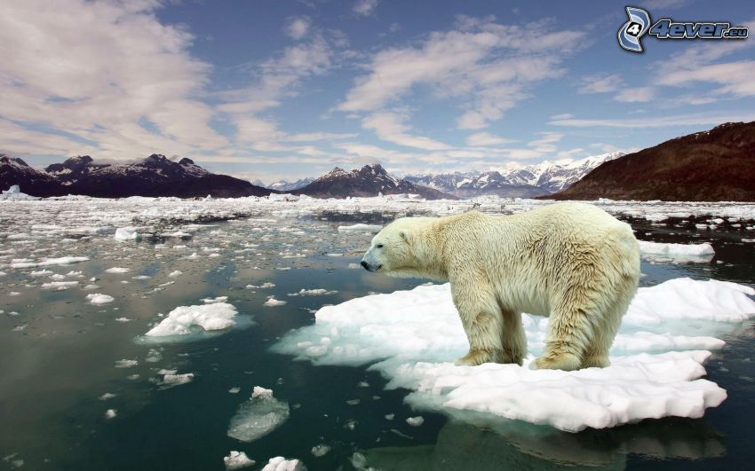 orso polare, lastre di ghiaccio, Oceano Artico, neve