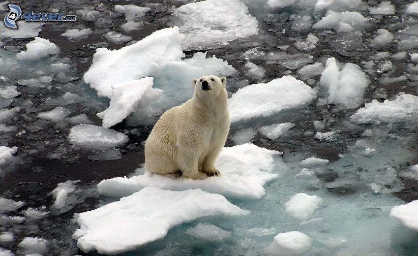 orso polare, lastre di ghiaccio, Oceano Artico