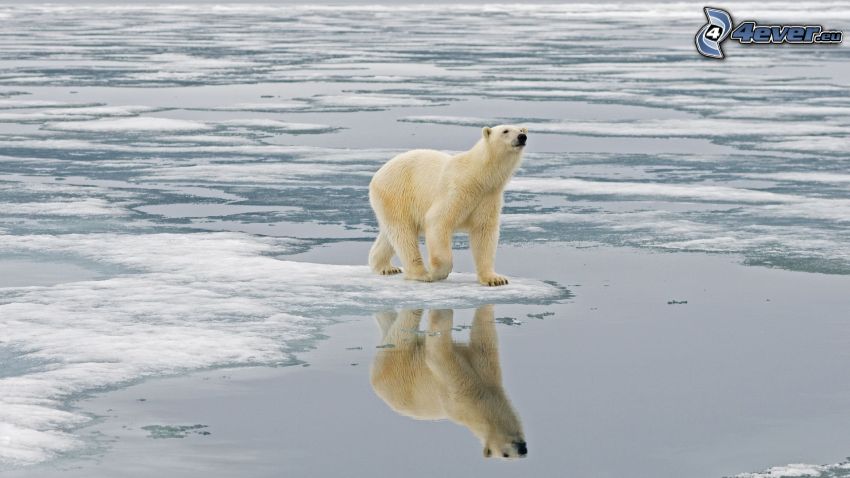 orso polare, lastre di ghiaccio