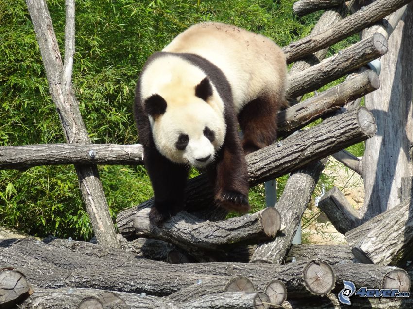 panda, legno