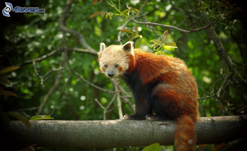 panda rosso, tronco