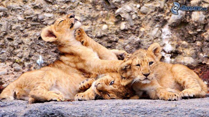 piccoli leoni