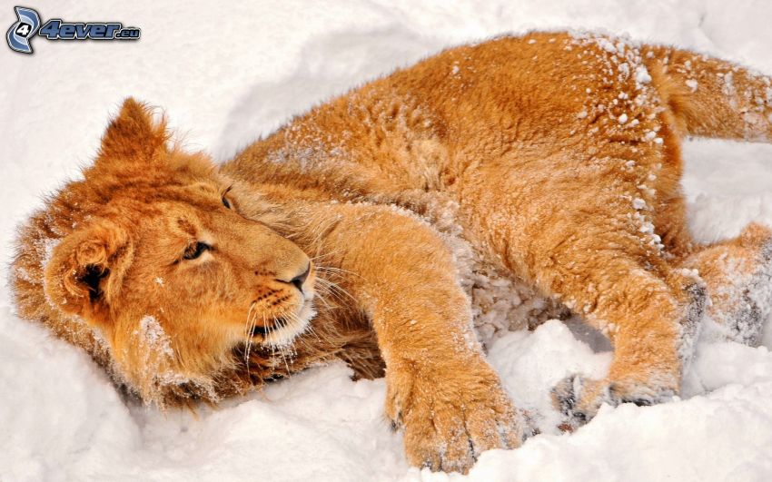 piccolo leone, neve