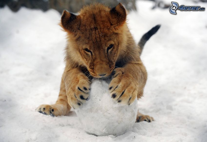 piccolo leone, neve