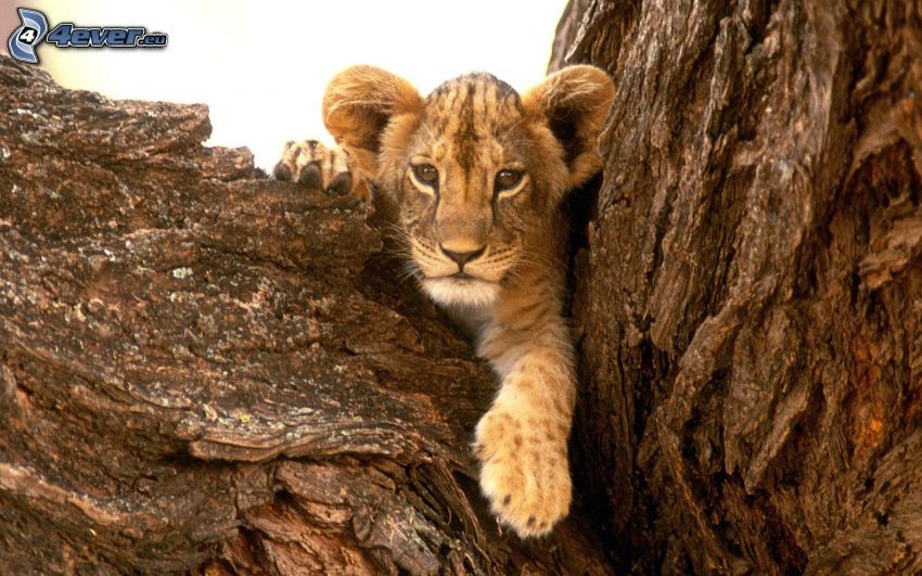 piccolo leone, tronco
