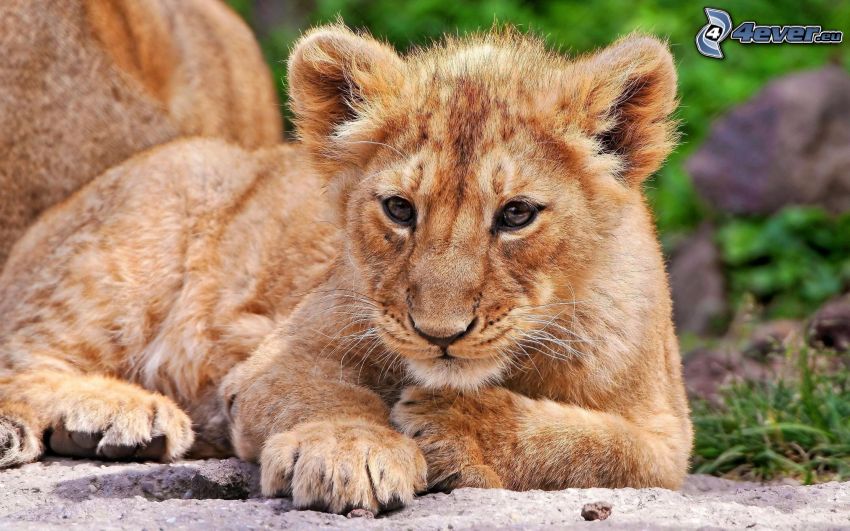 piccolo leone