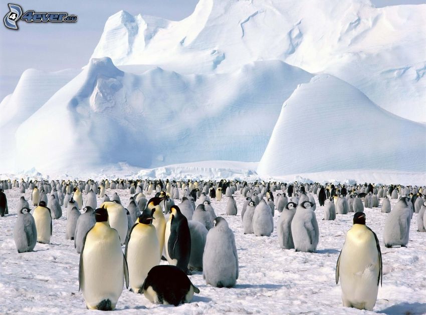 pinguini, neve