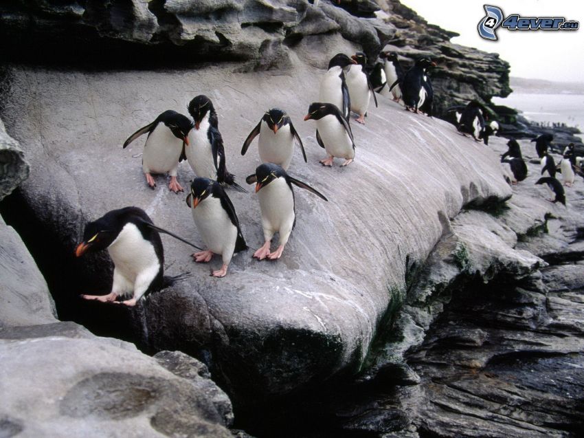 pinguini, roccia