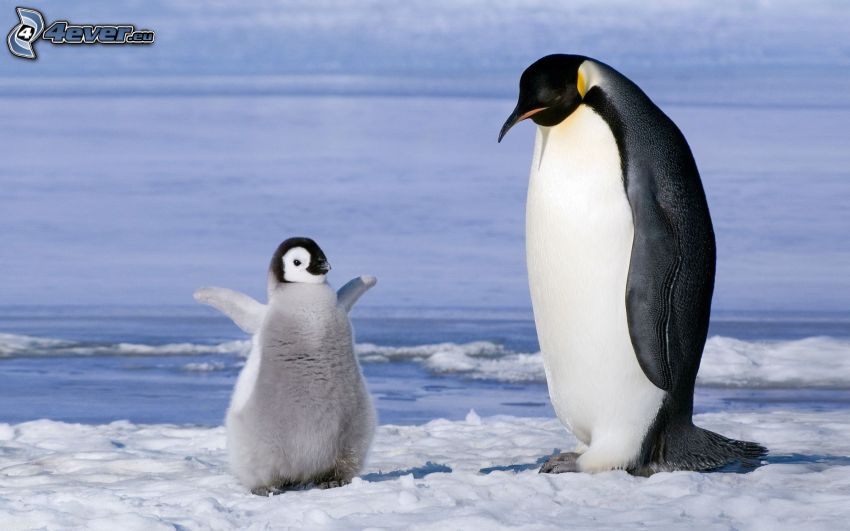 pinguino e il suo piccolo