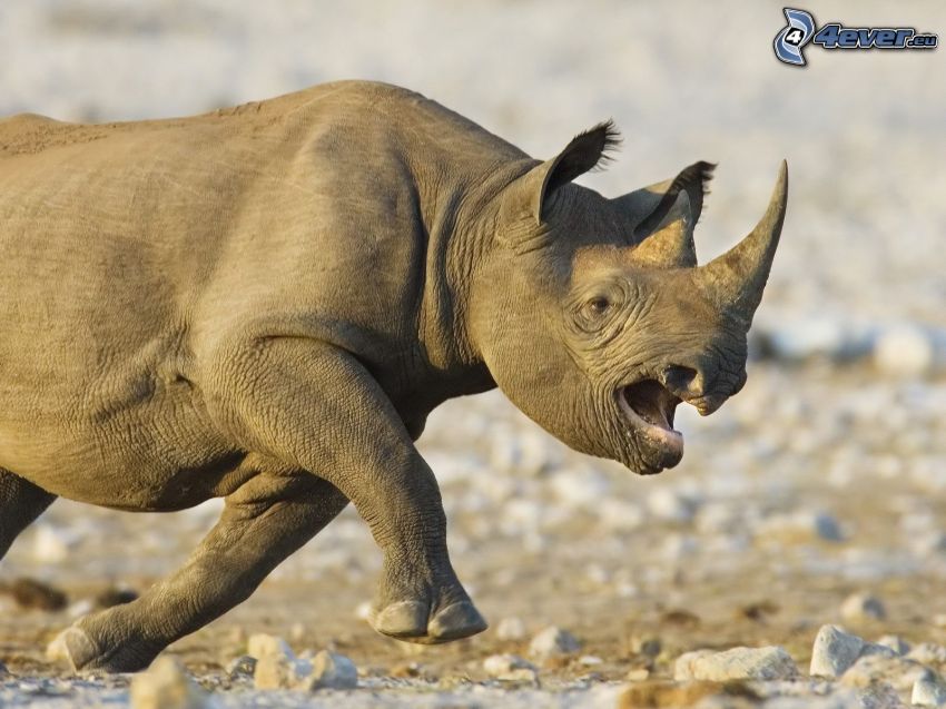 rinoceronte, correre