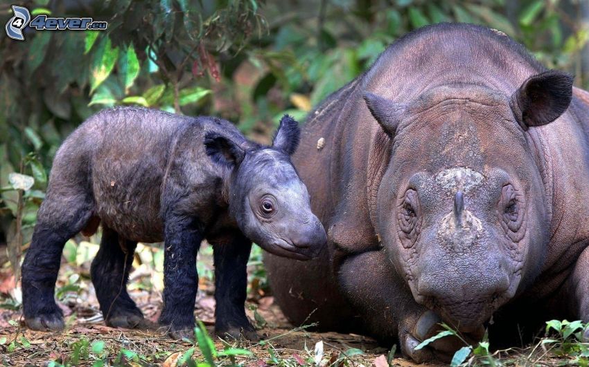 rinoceronte, cucciolo