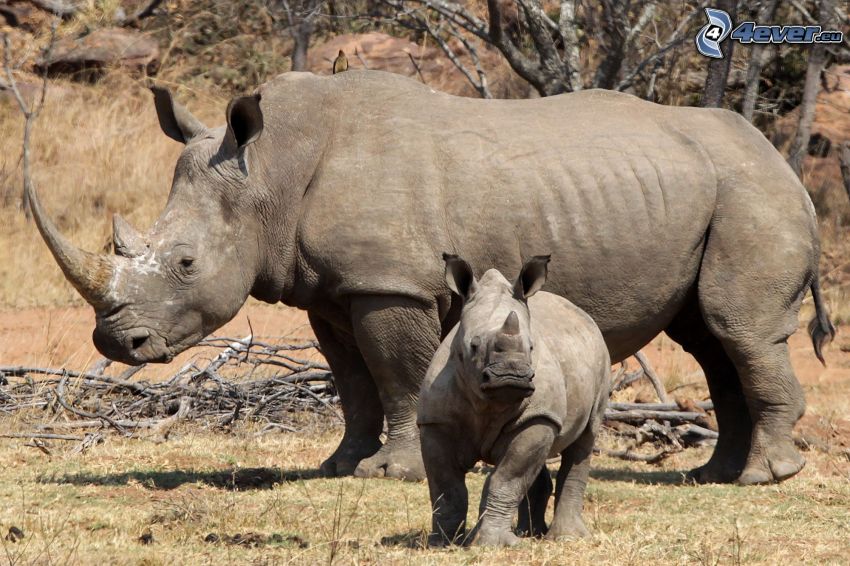 rinoceronte, cucciolo di rinoceronte