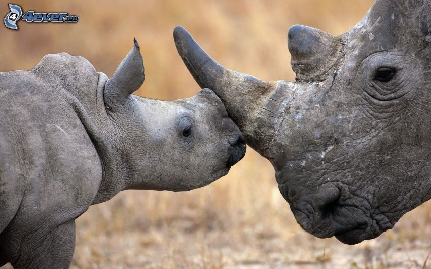 rinoceronte, cucciolo di rinoceronte
