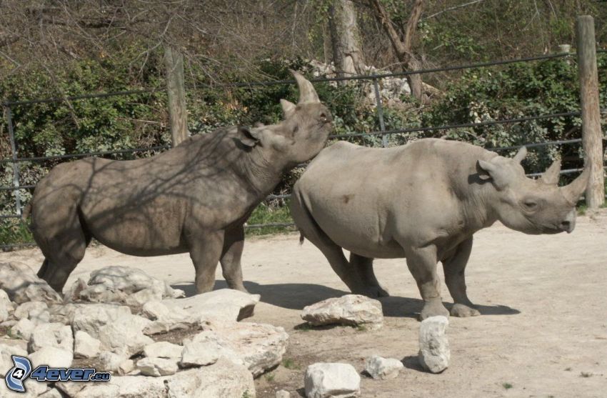 rinoceronte, pietre