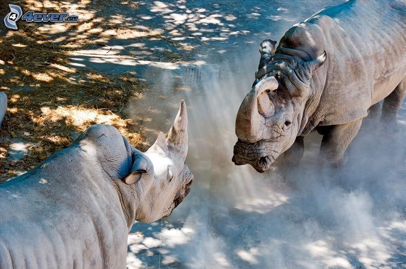 rinoceronte, polvere