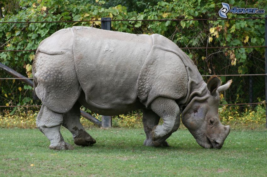 rinoceronte, recinzione