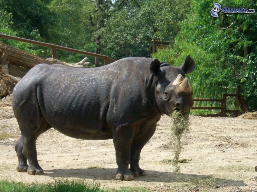 rinoceronte, ZOO