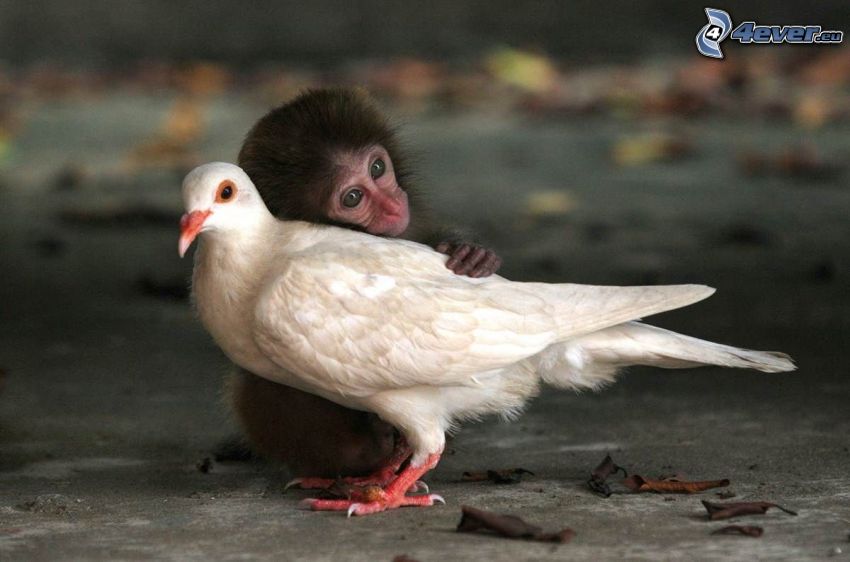 scimmia, piccione, amicizia