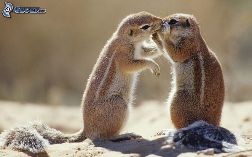 scoiattolo di terra, bacio