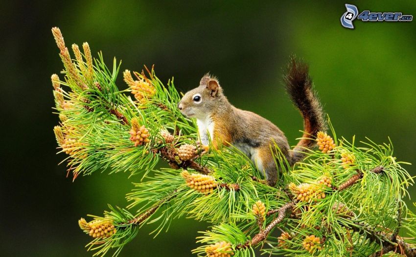 scoiattolo su un albero, ramo, pino