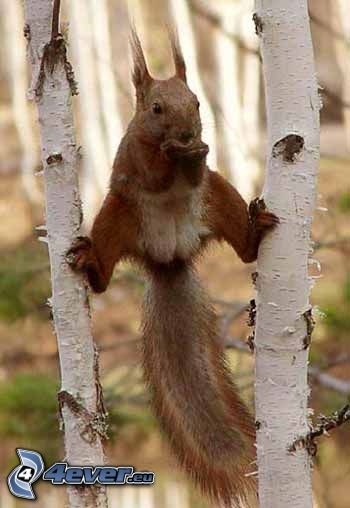scoiattolo su un albero
