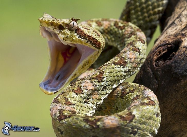 serpente, bocca