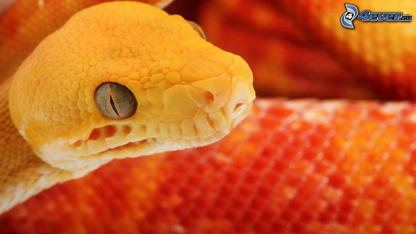 serpente giallo
