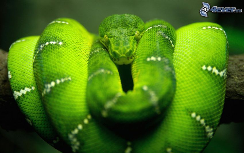 serpente verde