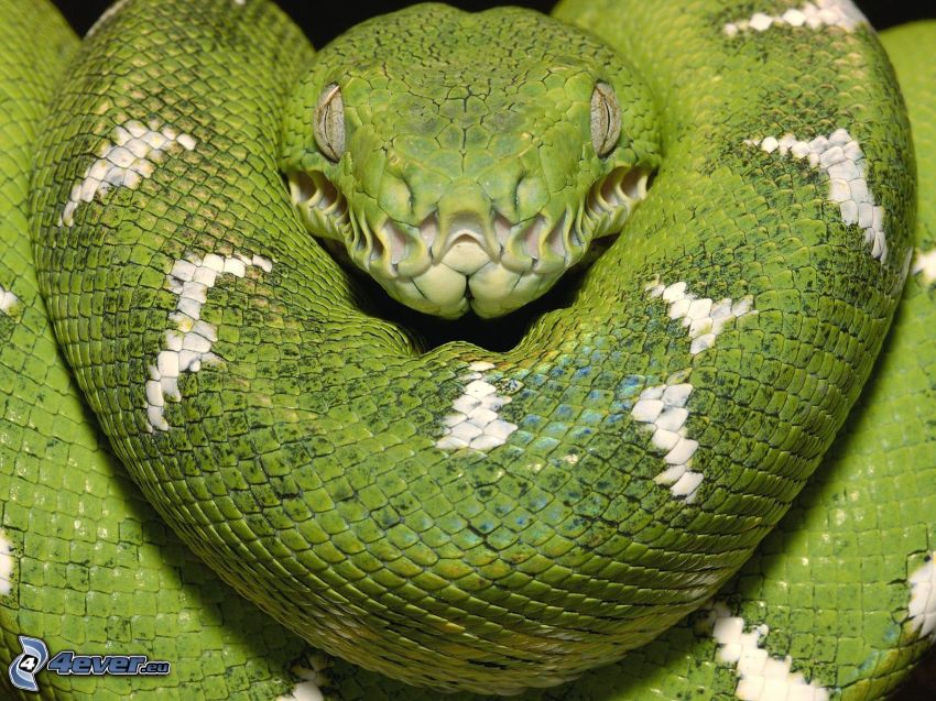 serpente verde