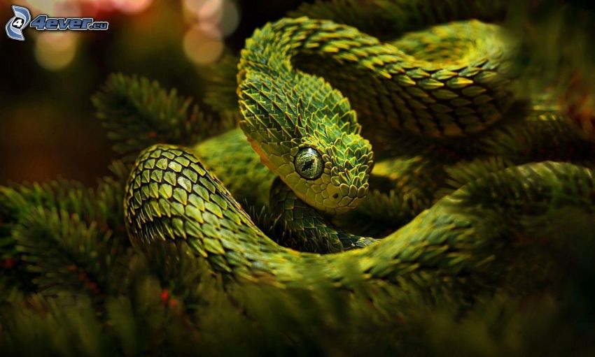 serpente verde