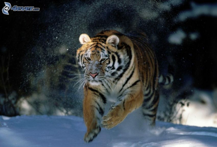 tigre, correre, neve