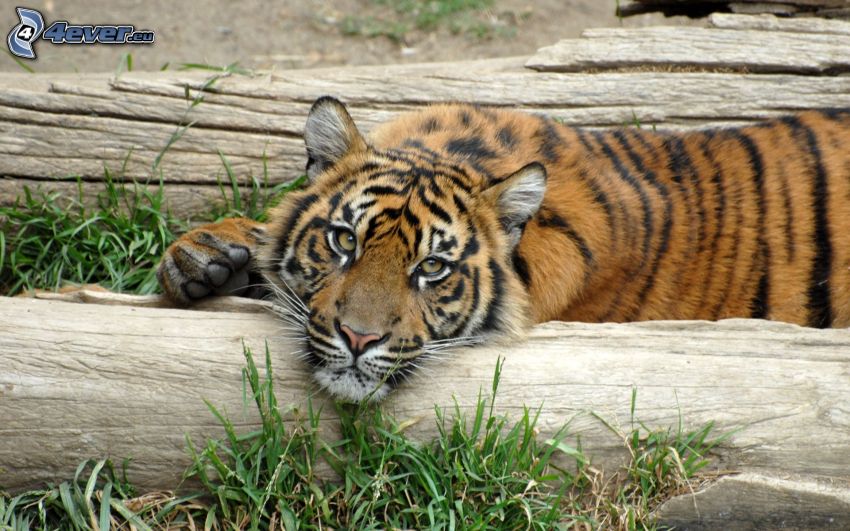 tigre, riposo, legno