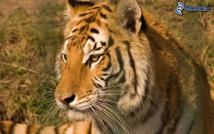 tigre, sguardo