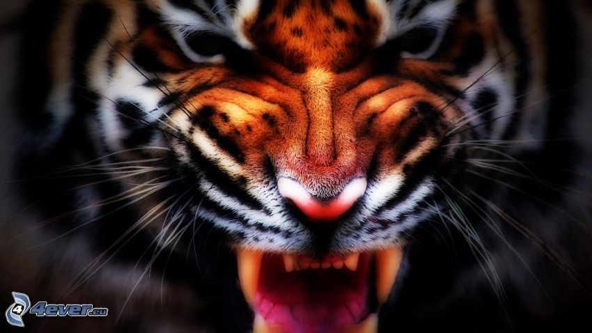 tigre, urlo