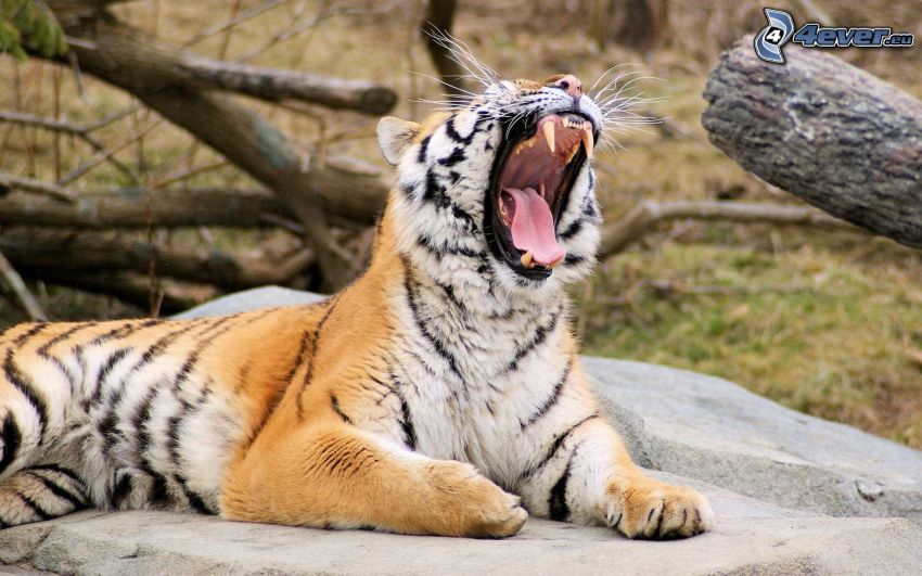 tigre, urlo